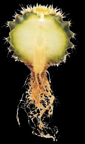 l immagine mostra la morfologia di 
un echinocactus grusonii